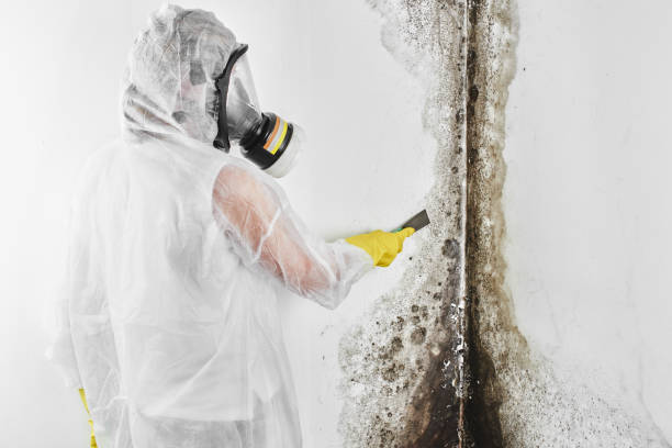 Best Crawl Space Mold Removal  in Corunna, MI