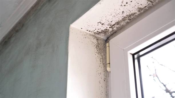 Mold Removal and Inspection in Corunna, MI
