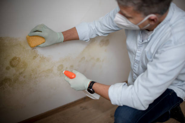 Best Toxic Mold Removal  in Corunna, MI