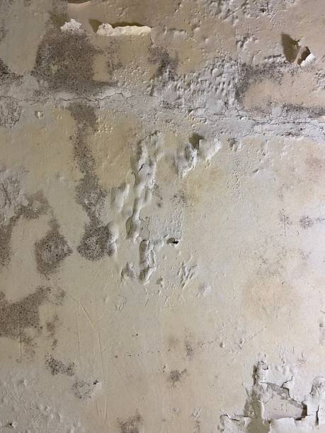 Attic Mold Removal in Corunna, MI