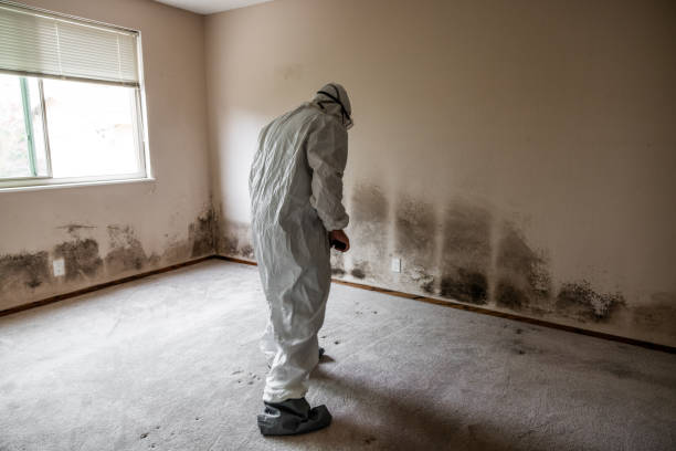 Office Mold Removal Services in Corunna, MI