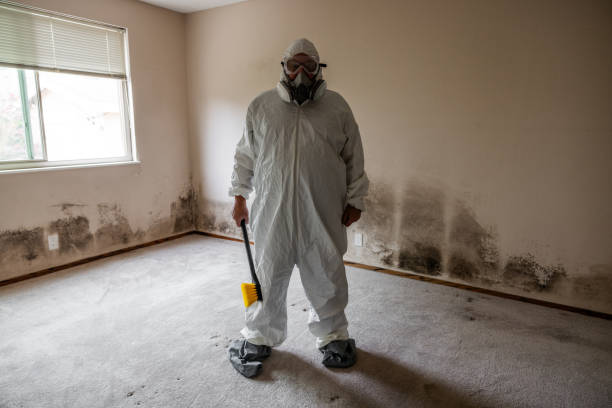 Best Mold Damage Repair  in Corunna, MI