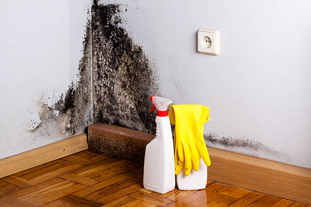 Best Certified Mold Removal  in Corunna, MI