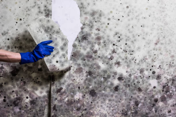 Best Same-Day Mold Removal  in Corunna, MI