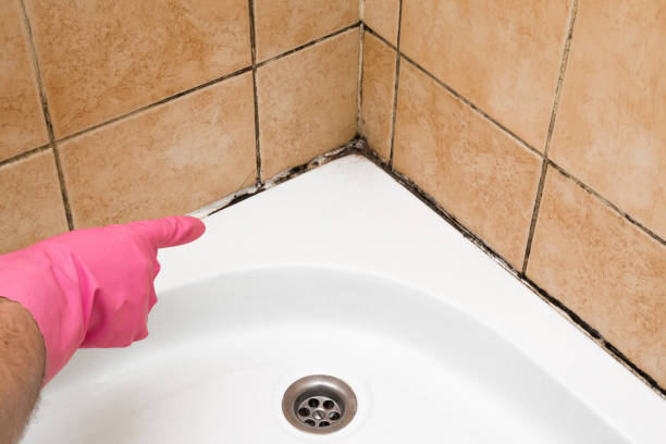 Mold Removal Process in Corunna, MI